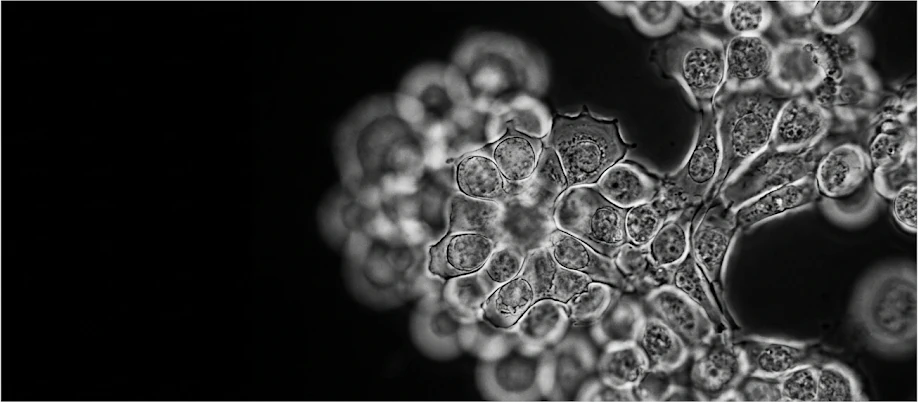 Cell cluster under brightfield microscopy